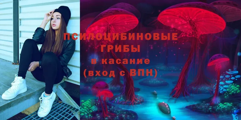 omg онион  Камбарка  Псилоцибиновые грибы Psilocybine cubensis  закладки 